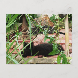  Cats Lying on Brick Patio Photo Postcard