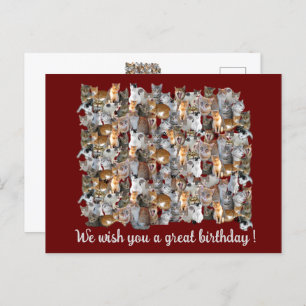 Cats meeting point - cute birthday postcard