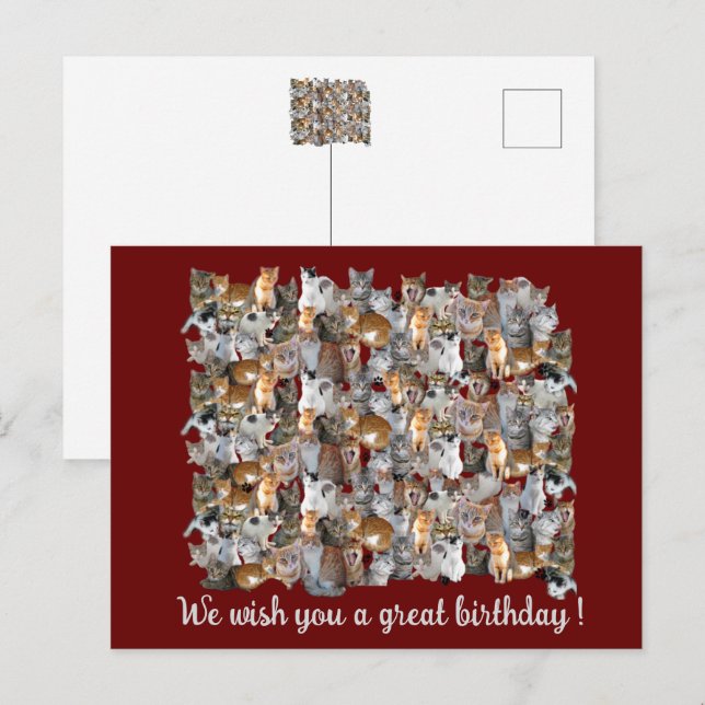 Cats meeting point - cute birthday  postcard (Front/Back)