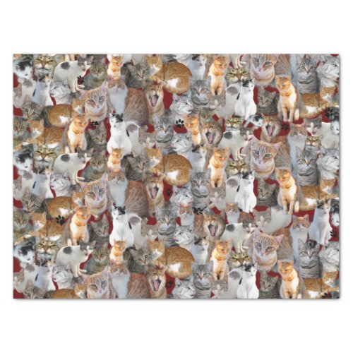 Cats meeting point _ cute tissue paper