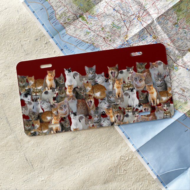 Cats meeting point  license plate (In Situ)