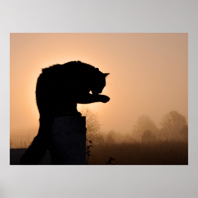 Cat's Morning Bath Poster (Front)