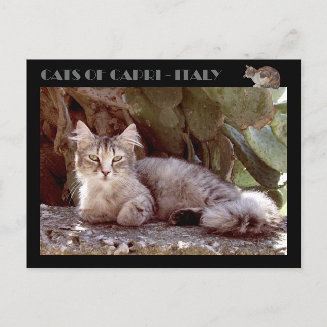 Cats of Capri - Italy Postcard (Front)