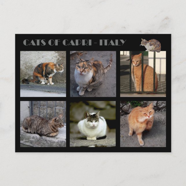 Cats of Capri - Italy Postcard (Front)