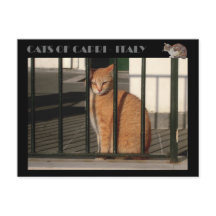 Cats of Capri, red orange tabby cat - Italy