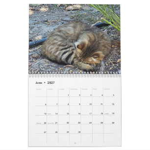 Cats of Cyprus by Paphos Life Calendar