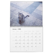 Cats of ISTANBUL Calendar (Jan 2025)