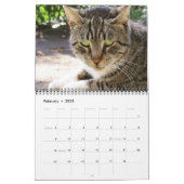 Cats of ISTANBUL Calendar (Feb 2025)