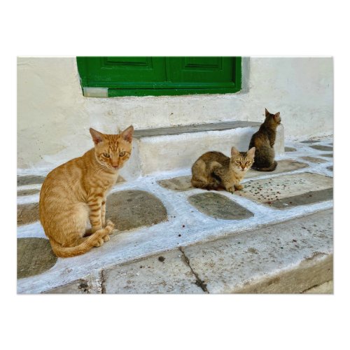 Cats of Mykonos Greece Photo Print