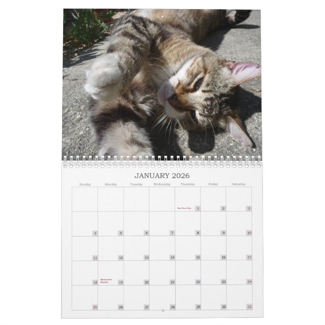 Cats Of The Neighborhood 2013 Calendar (Jan 2026)