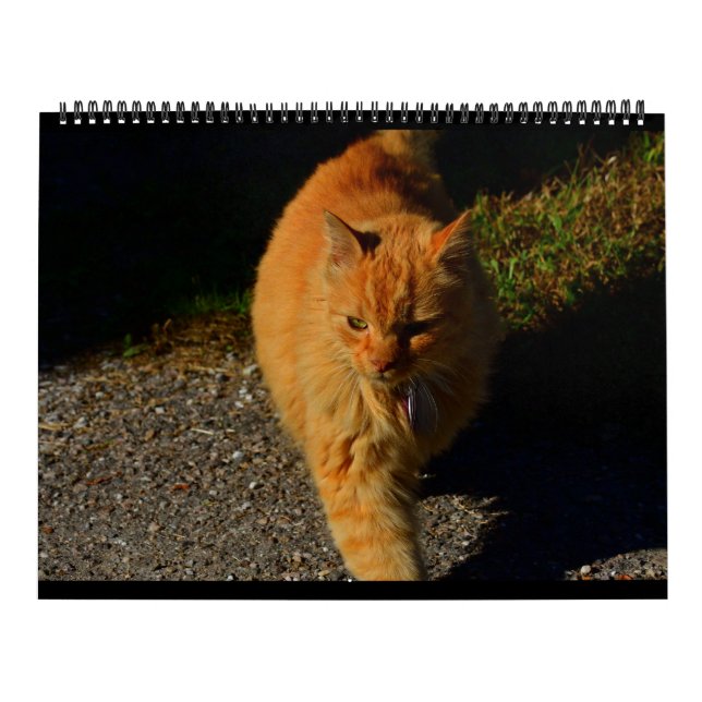 Cats of Vermont 2024 Calendar (Cover)