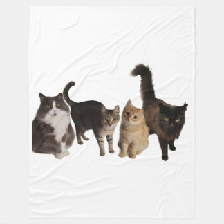 Cats on a blanket