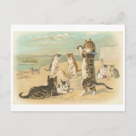 "cats On The Beach " Vintage Postcard