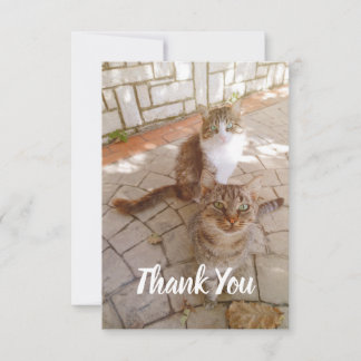 Cats on the street thank you card