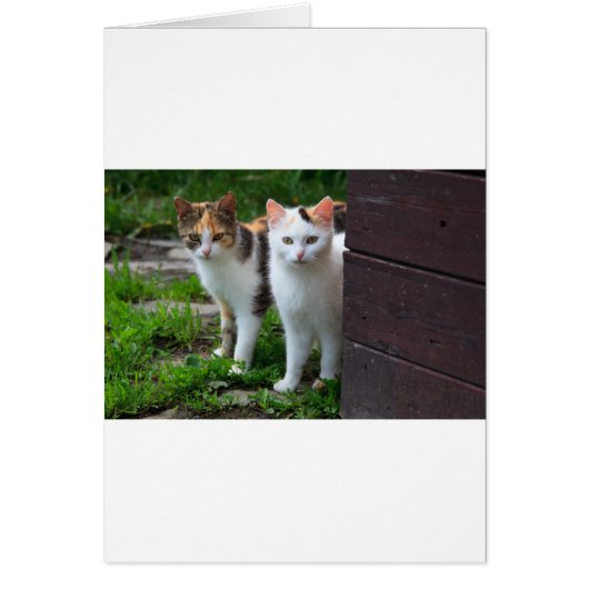 Cats out playing cards (Front)