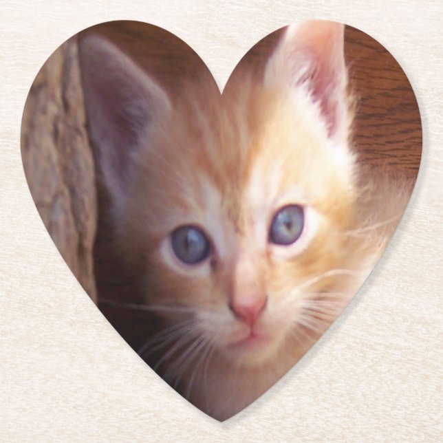 Cats Paper Coaster (Front)