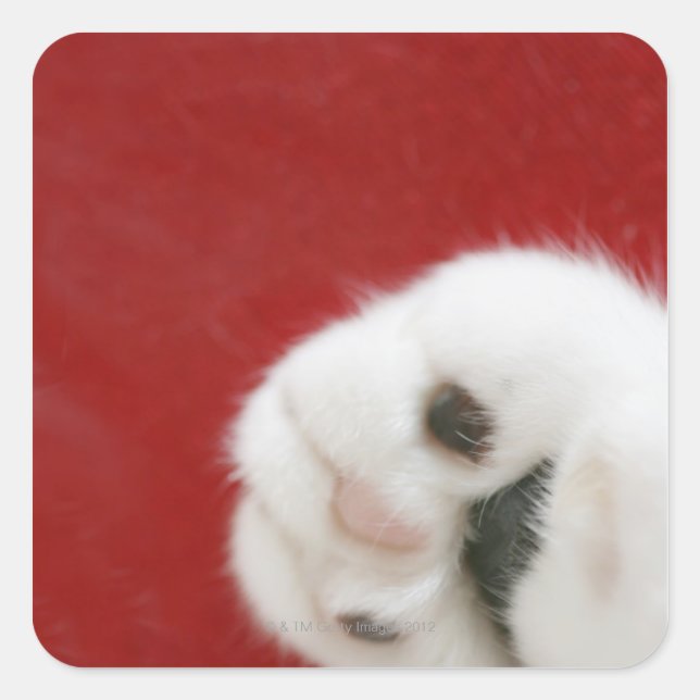 Cat's paw square sticker (Front)