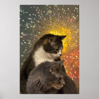 Cats Photo Poster