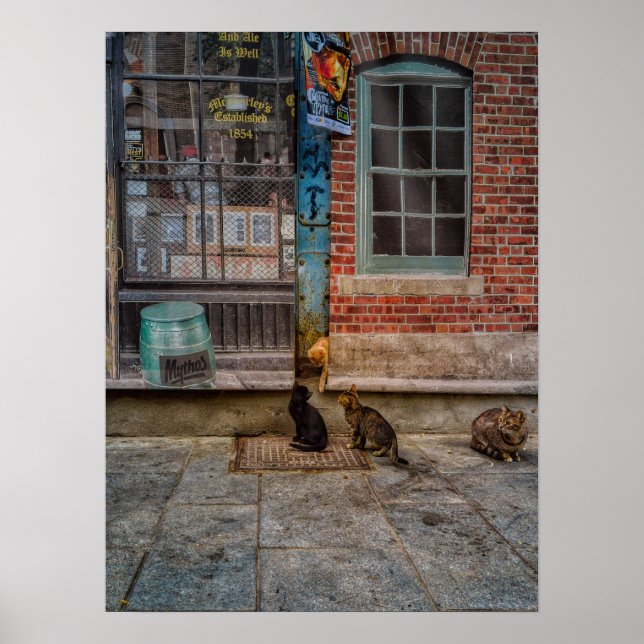 Cat's play poster (Front)