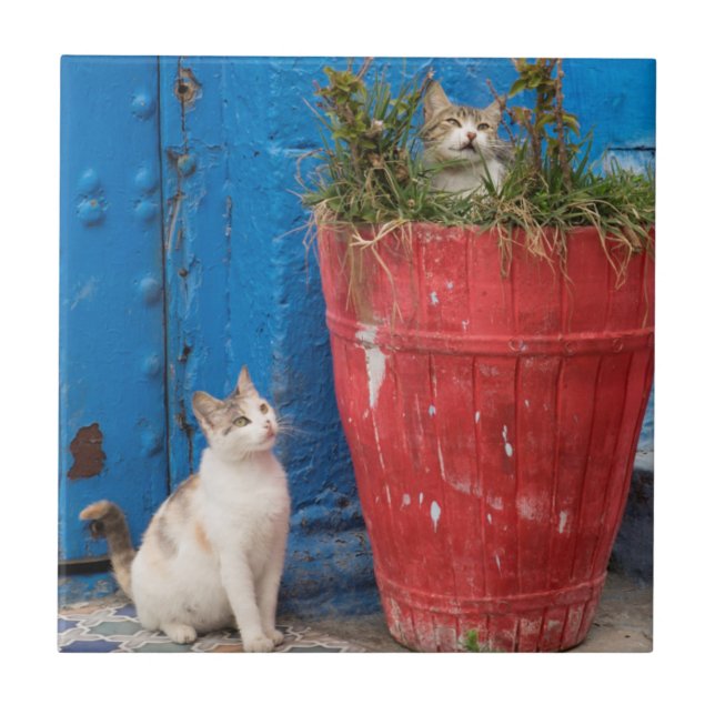 Cats playing around, Rabat, Morocco Ceramic Tile (Front)