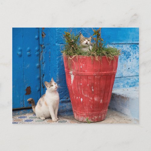 Cats playing around Rabat Morocco Postcard