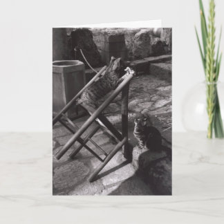 Cats Playing in Delphi, Greece (Greeting Card) Card