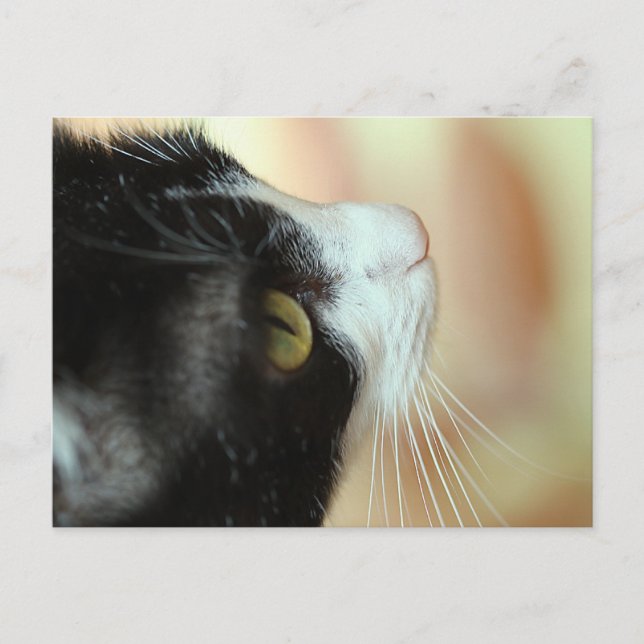 Cats Postcard (Front)