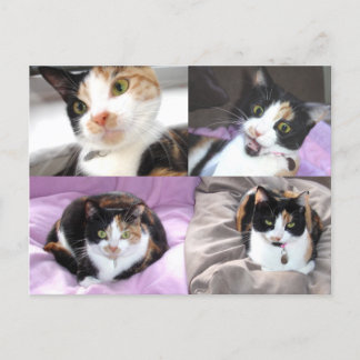 Cats Postcard
