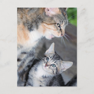 Cats Postcard