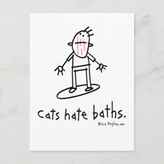 cats postcard
