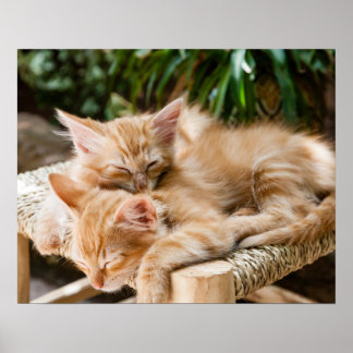 Cats Poster