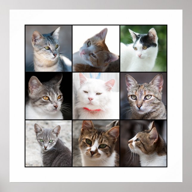 CATS POSTER (Front)