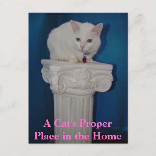 Cats Proper Place in the Home Postcard