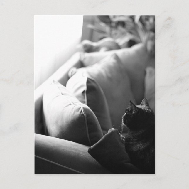 Cats' Room Postcard (Front)