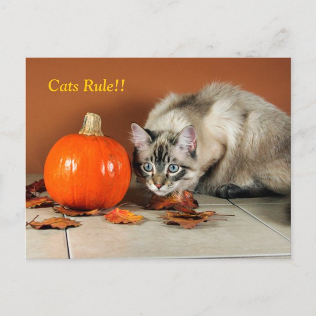 Cats Rule Siamese Post Card (Front)