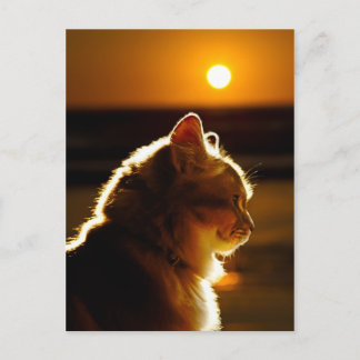 Cats Sunset Postcard
