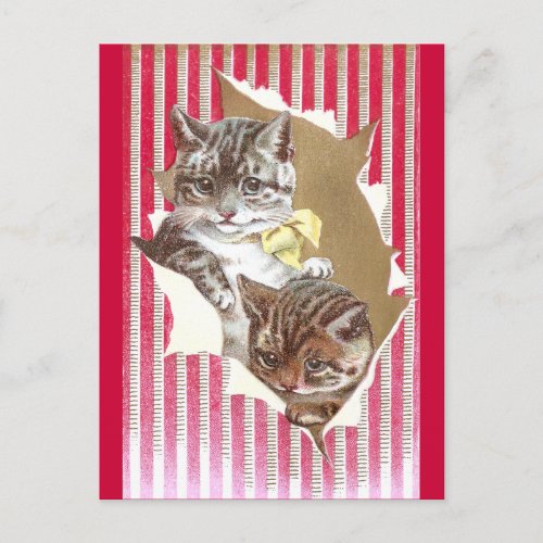 Cats Tear Through Wrapping Paper Postcard