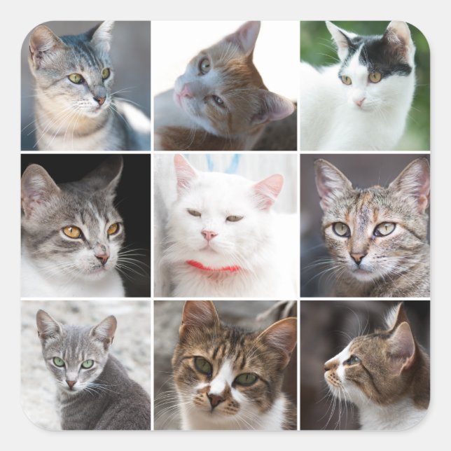 CATS template - change photo Square Sticker (Front)