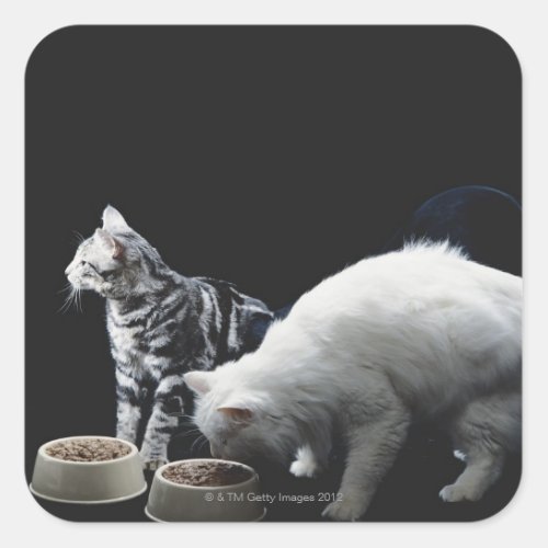 Cats with bowl of food square sticker