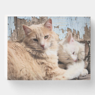 Cats   wooden box sign