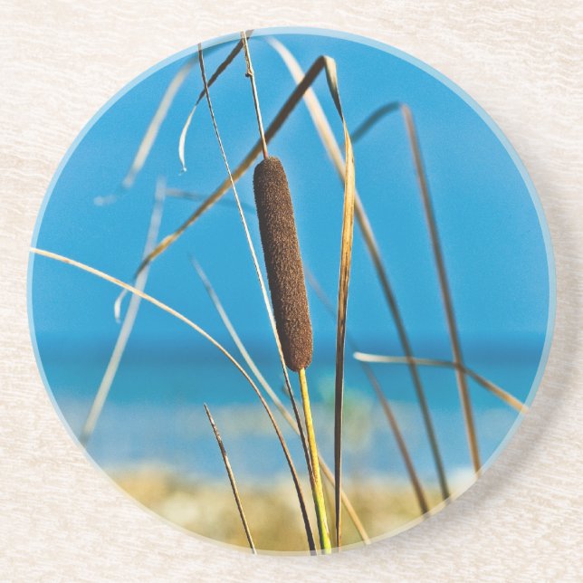 Cattail on a Sunny Beach Coaster (Front)