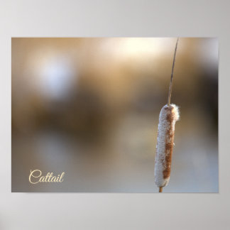 Cattail Plant Photo Poster