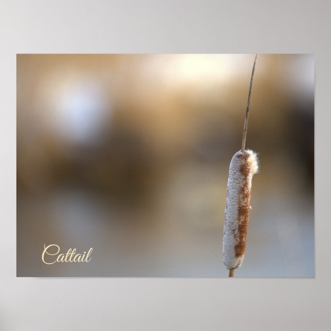 Cattail Plant Photo Poster (Front)