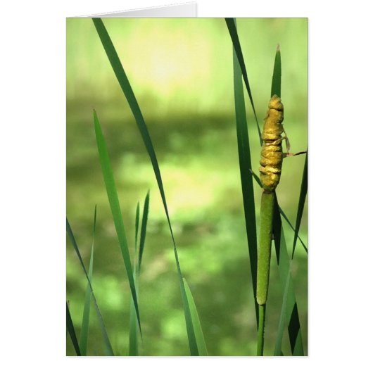 Cattails at the Pond Cards (Front)