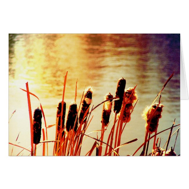Cattails Cards (Front Horizontal)