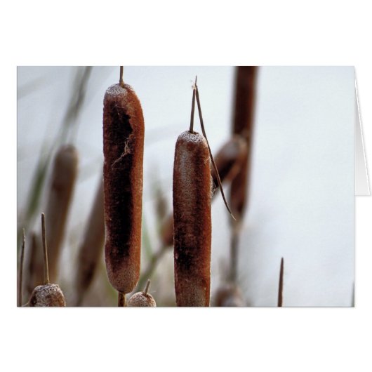 Cattails Cards (Front Horizontal)