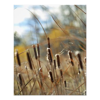Cattails Framable Print by William63 at Zazzle