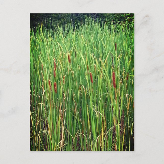Cattails in Ontario, Canada Postcard (Front)
