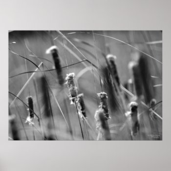 Cattails In The Breeze - Black And White Photo Poster by William63 at Zazzle