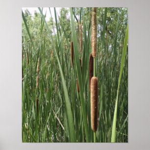 Cattails in the wetlands, illuminated by sunlight poster
